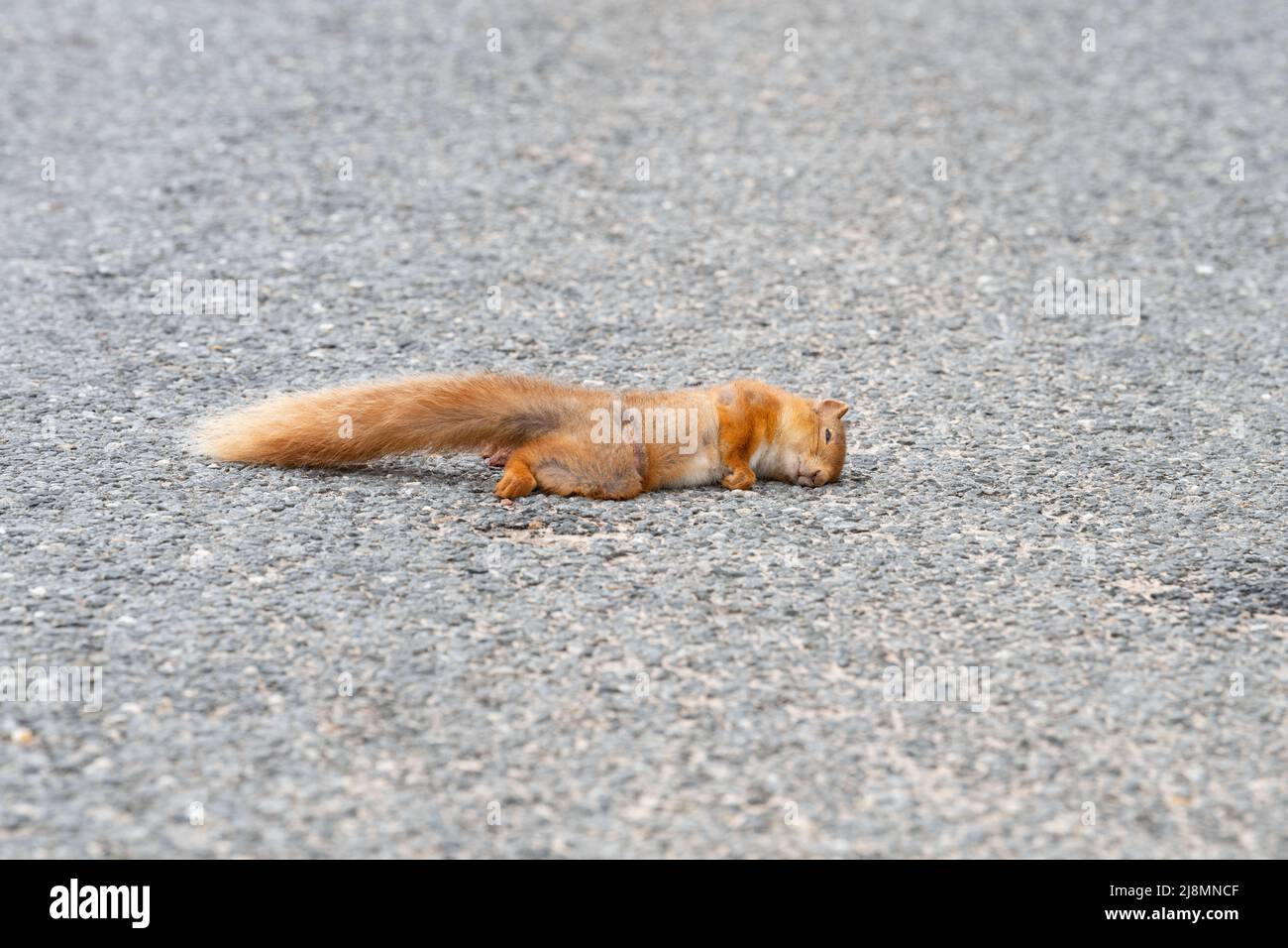 Red Squirrel dead on road - killed by passing car - Scotland, UK Stock Photo