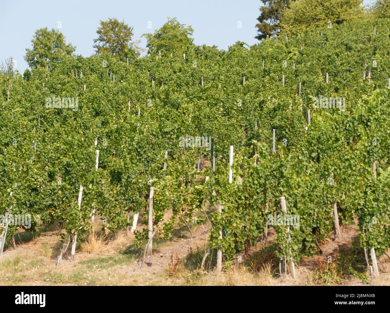 Vineyard on a hill in France during summer Stock Photo