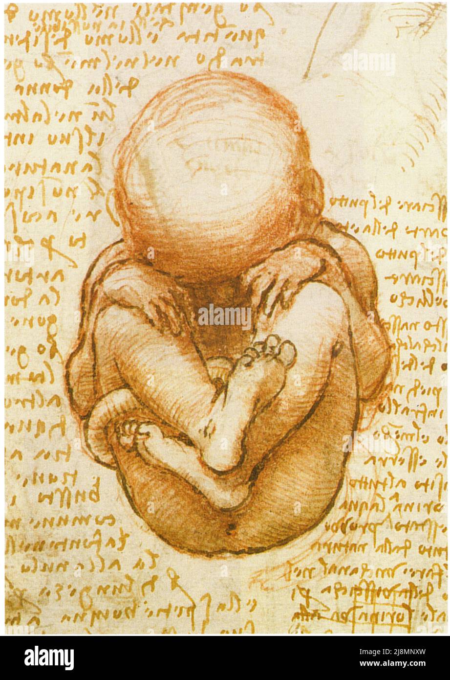 LEONARDO DA VINCI.THE MYSTERY OF CREATION.DETAIL FROM A SHEET OF STUDIES OF THE FOETUS IN THE WOMB. Stock Photo