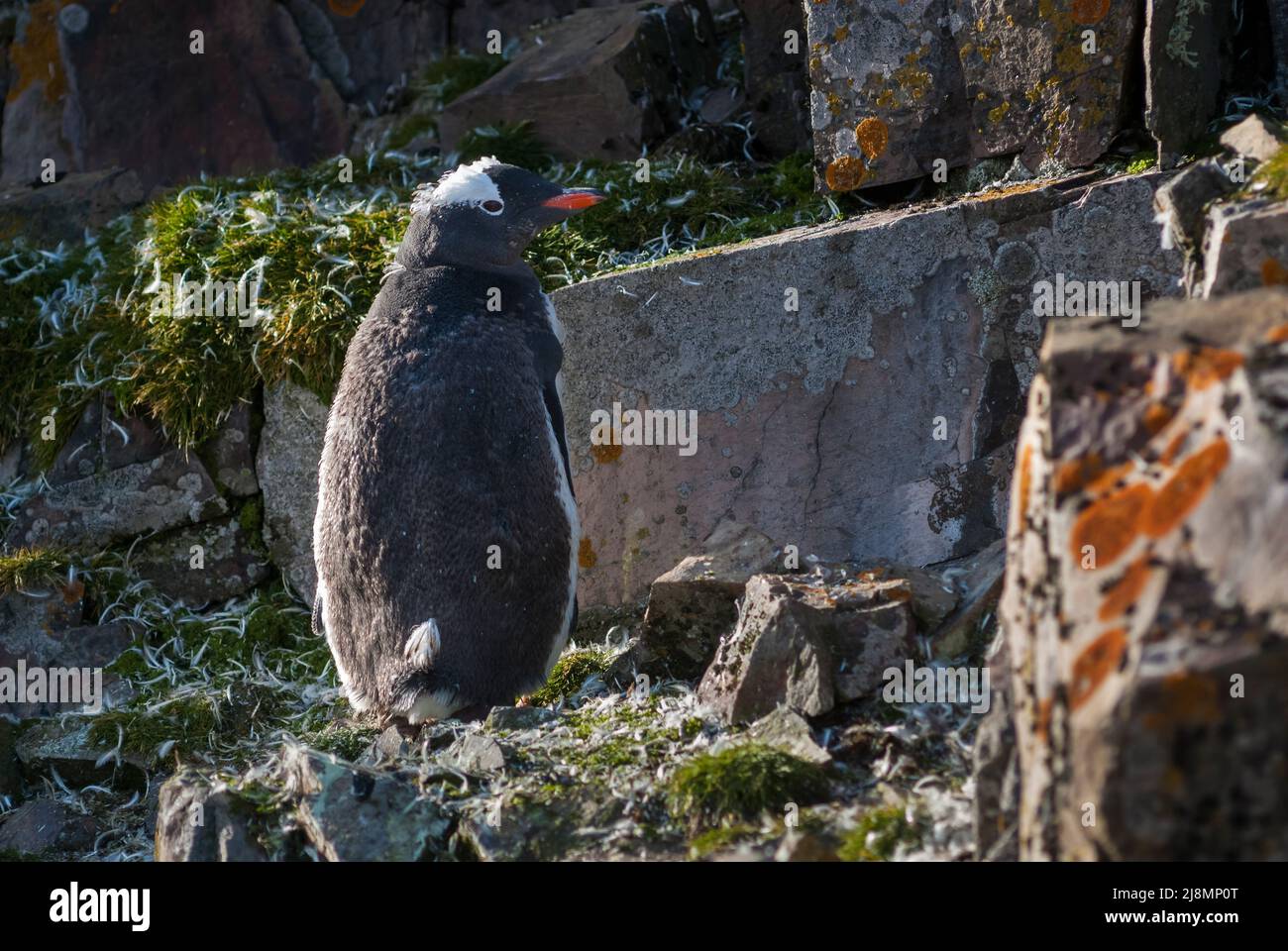 Gentoo penguin, Antarctic peninsula, Livingston Island in the South ...