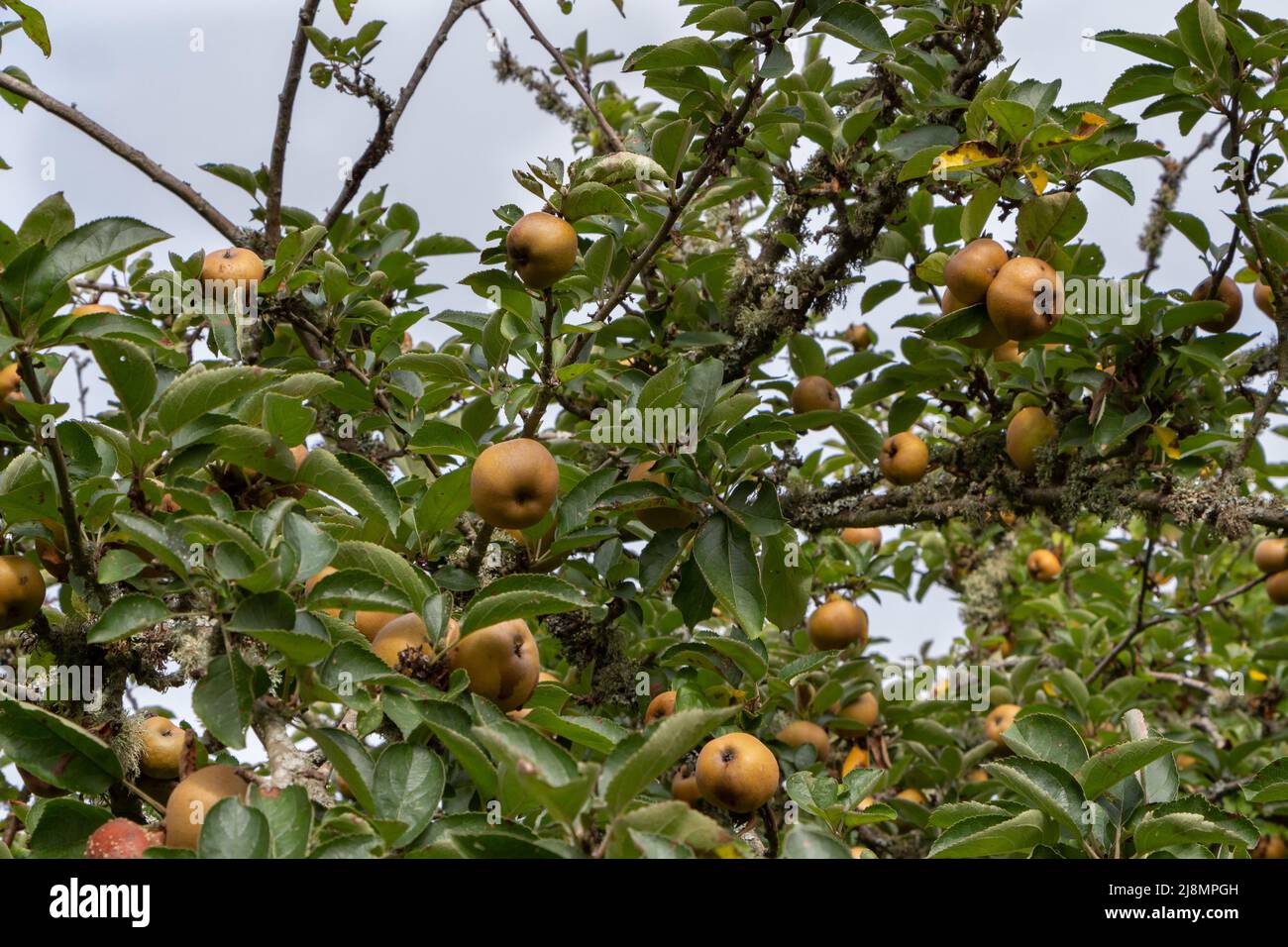 Apples ripening on an apple tree in an orchard during summer Stock Photo