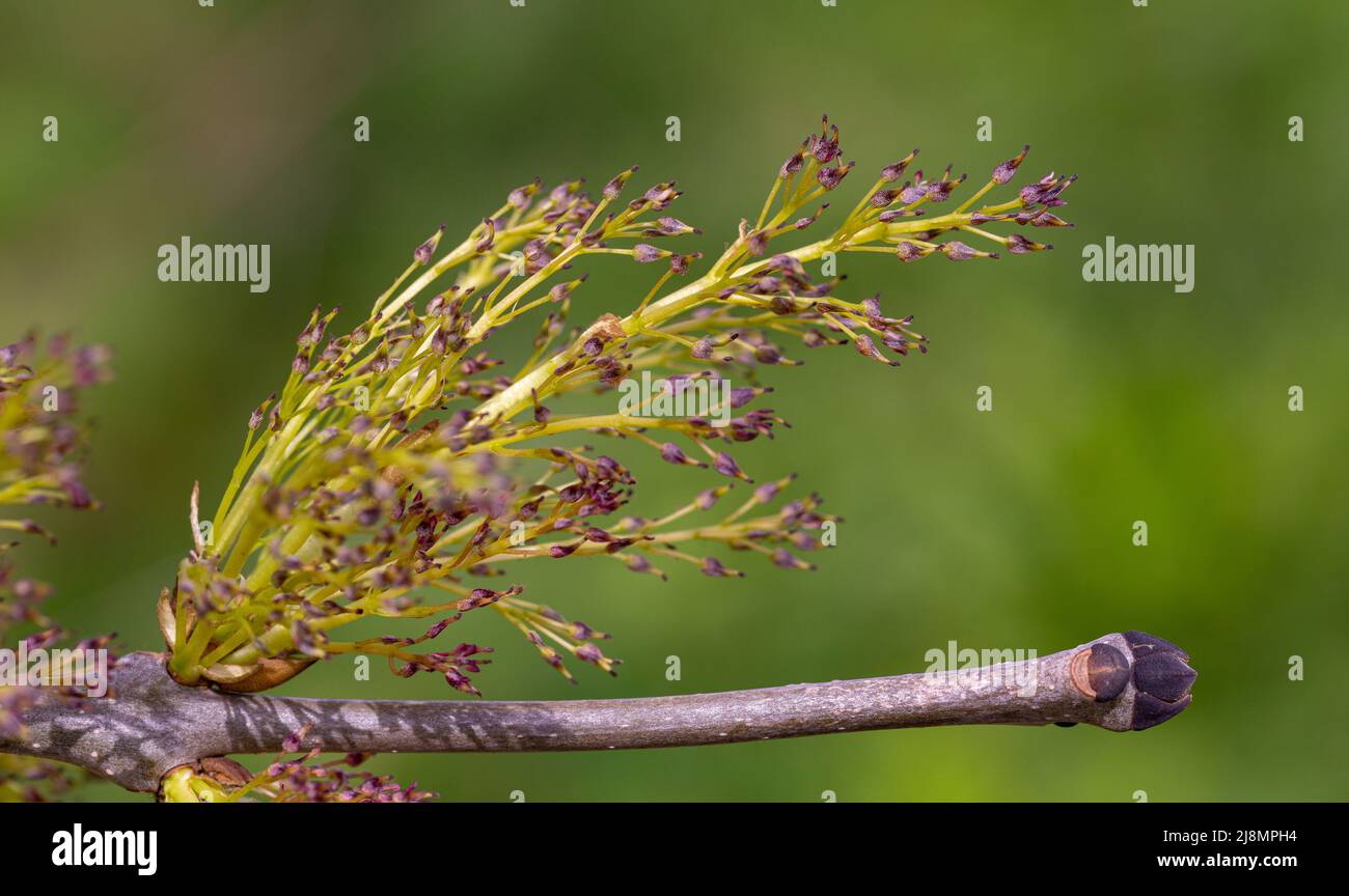 Female flowers of Fraxinus excelsior Stock Photo