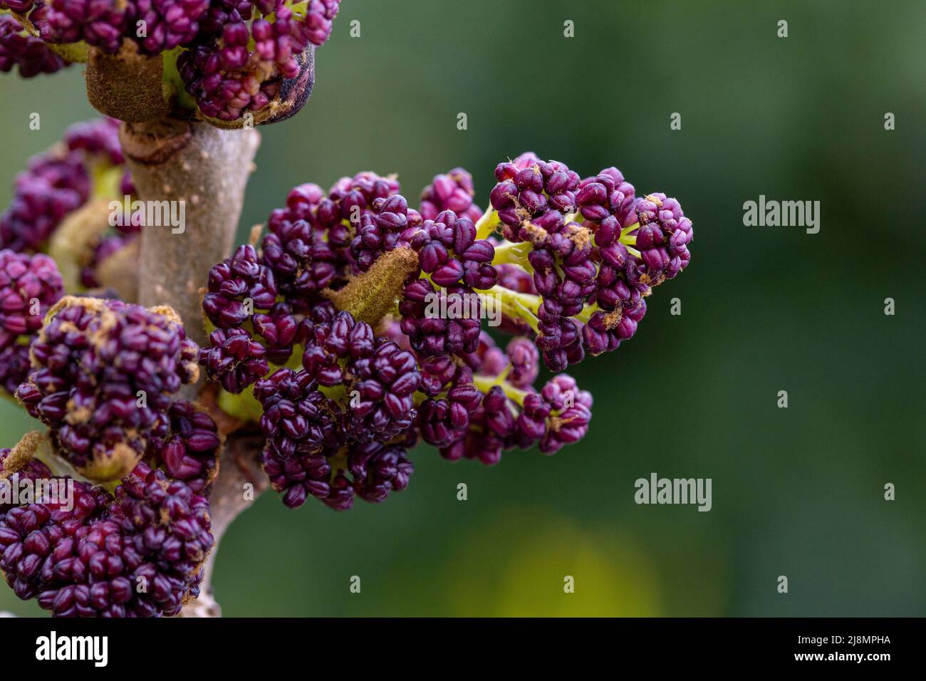 Male flowers of Fraxinus excelsior Stock Photo Alamy
