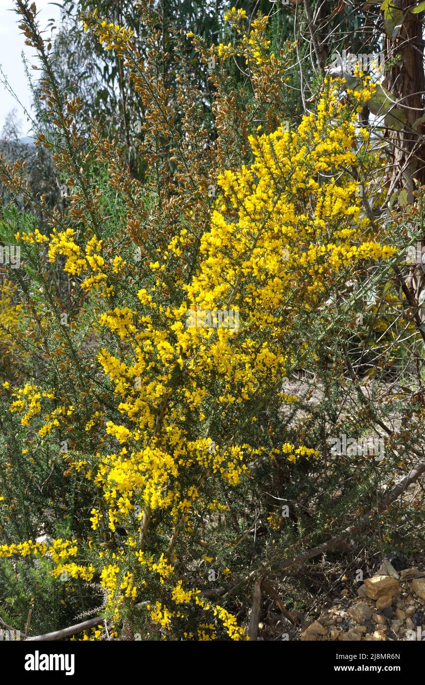 scorpion broom in spring in Portugal Stock Photo Alamy
