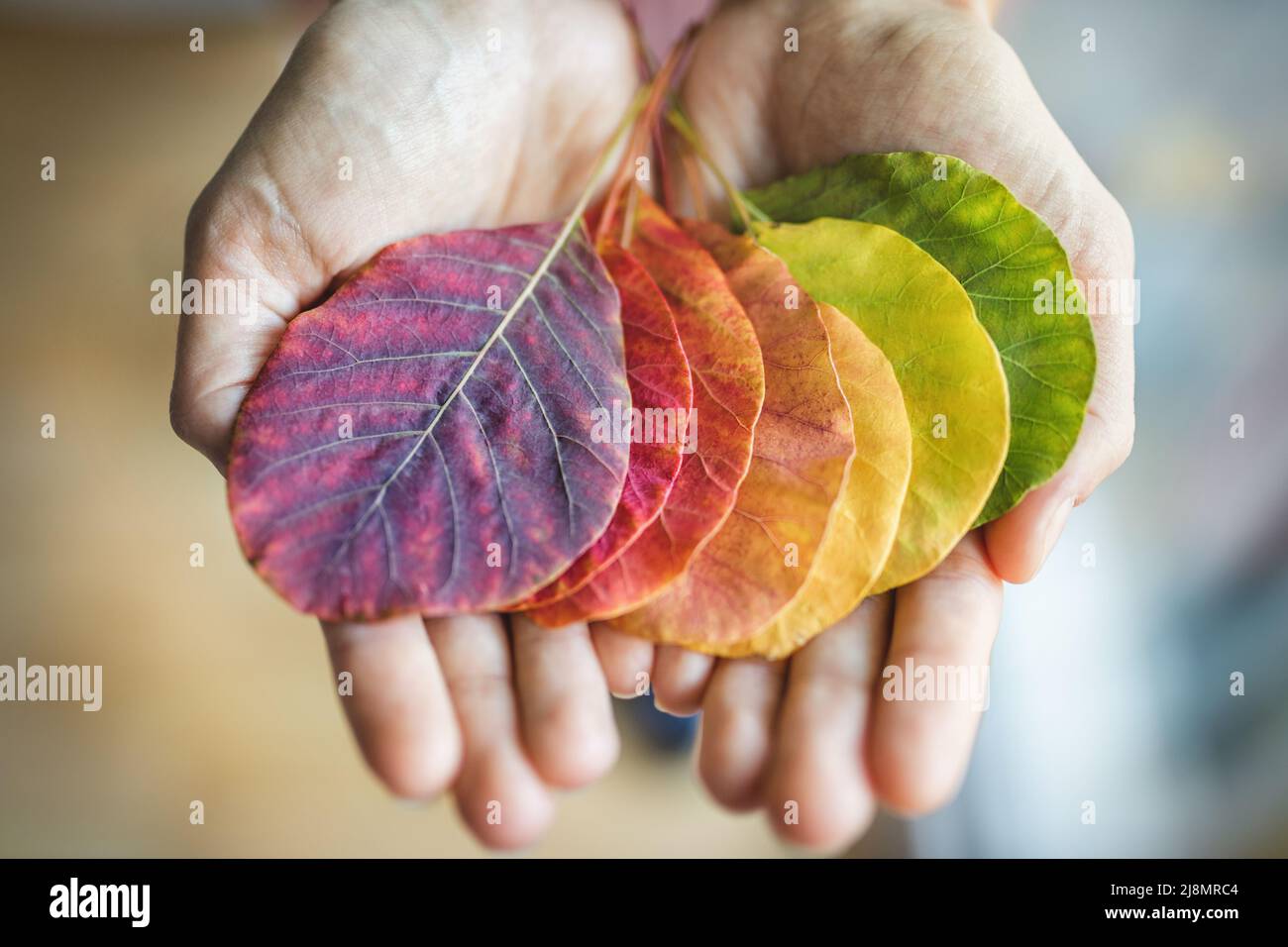 Holding a variety of colorful autumn leaves Stock Photo