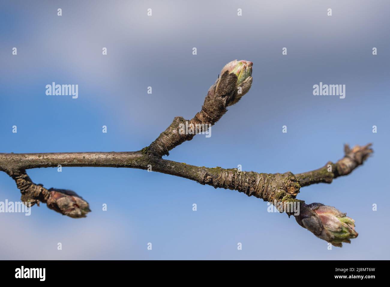 Twigs buds apple tree hi-res stock photography and images - Alamy