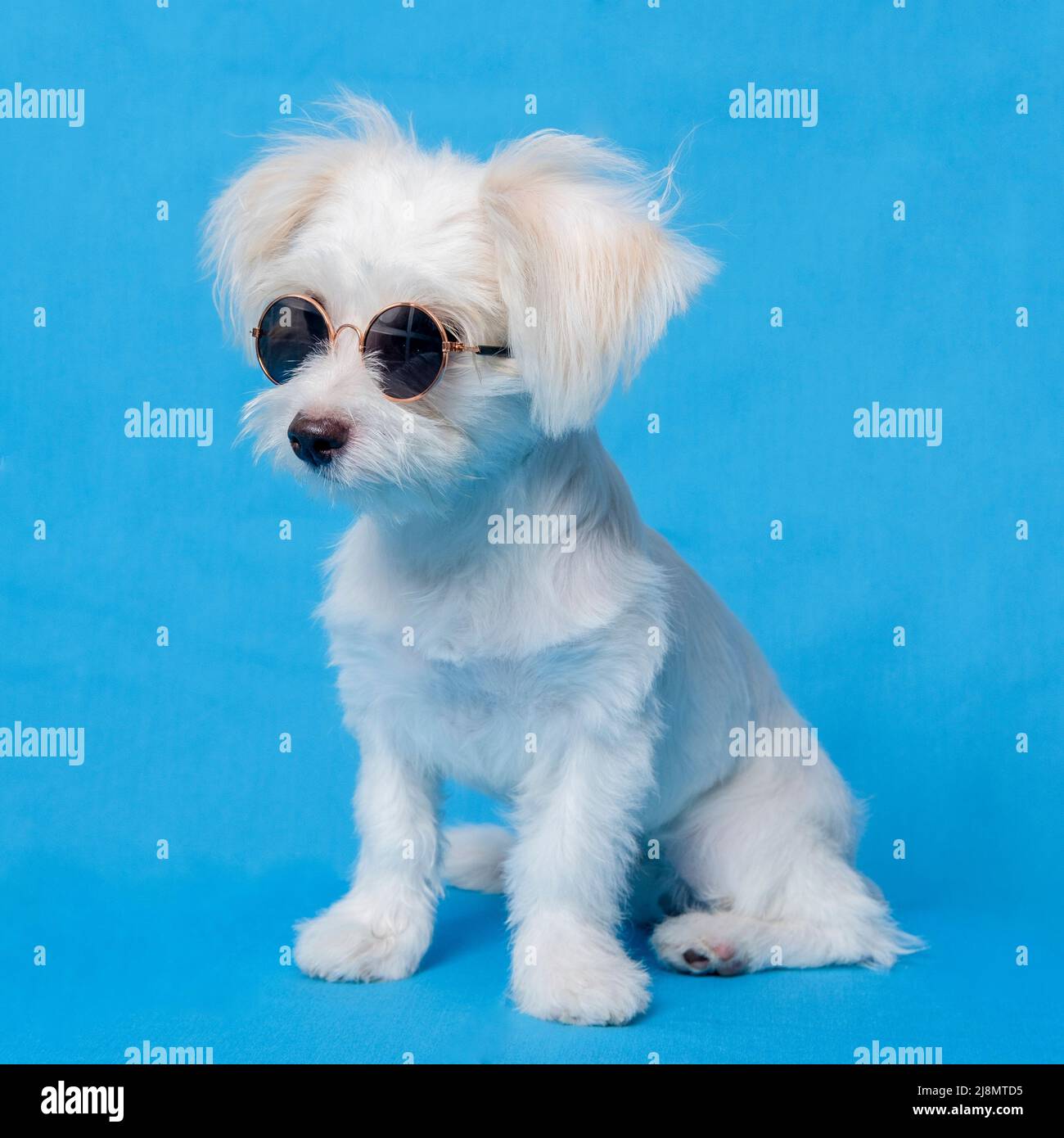 A White Female Dog Maltese photoshoot pet photography with christmas