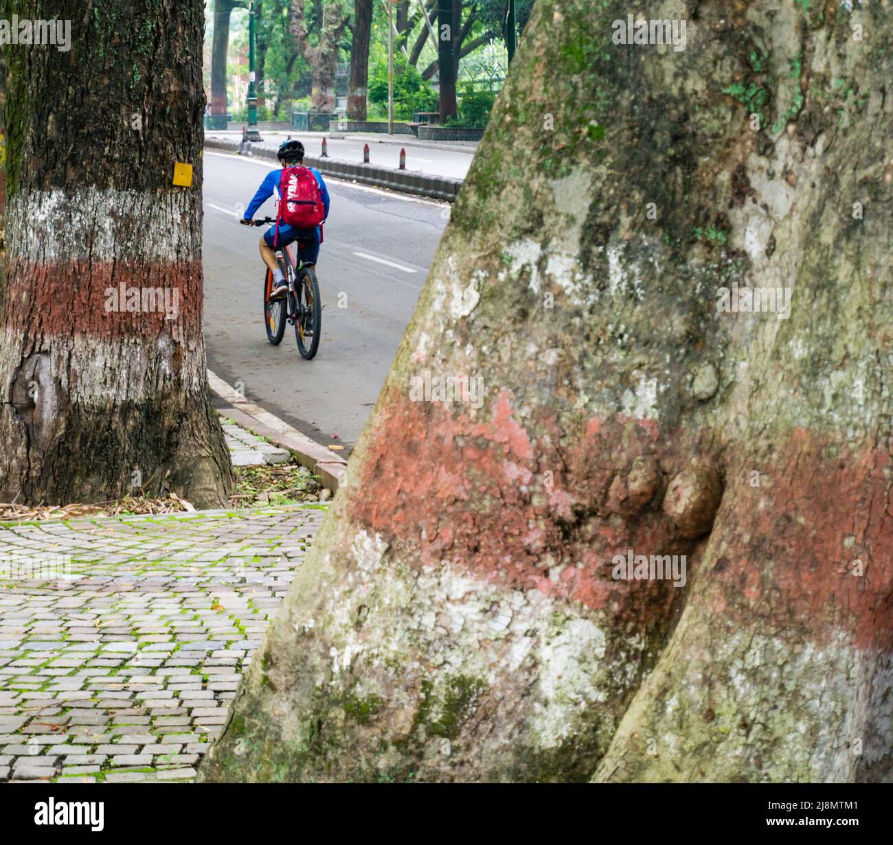 29th june 2020.Uttarakhand, India. A man with a red backpack and helmet riding bicycle on an asphalt road in India. A shot taken between two trees wit Stock Photo