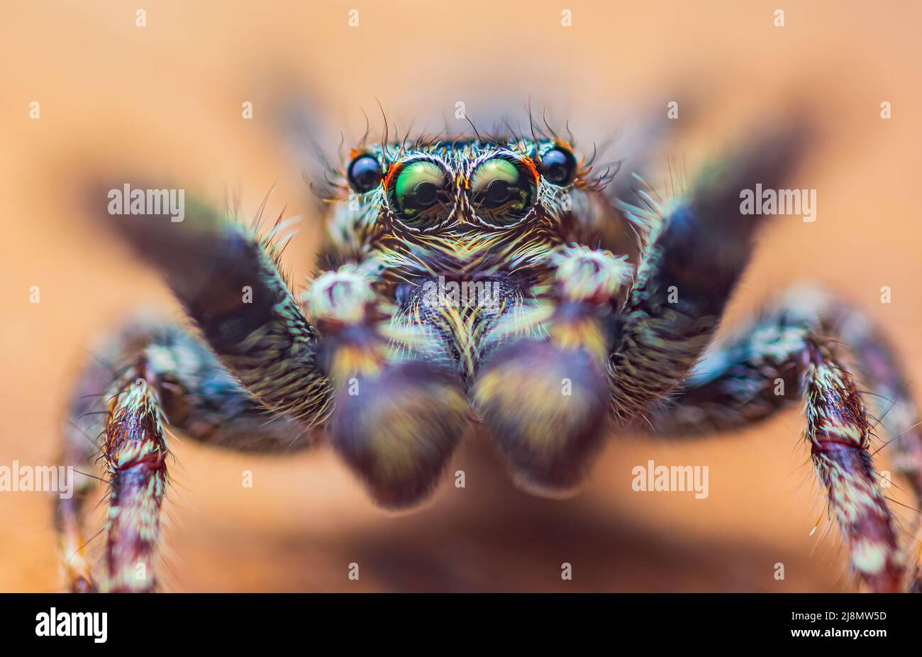 Extreme magnification - Jumping spider portrait, front view Stock Photo