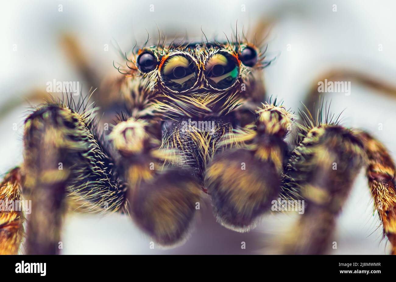 Extreme magnification - Jumping spider portrait, front view Stock Photo