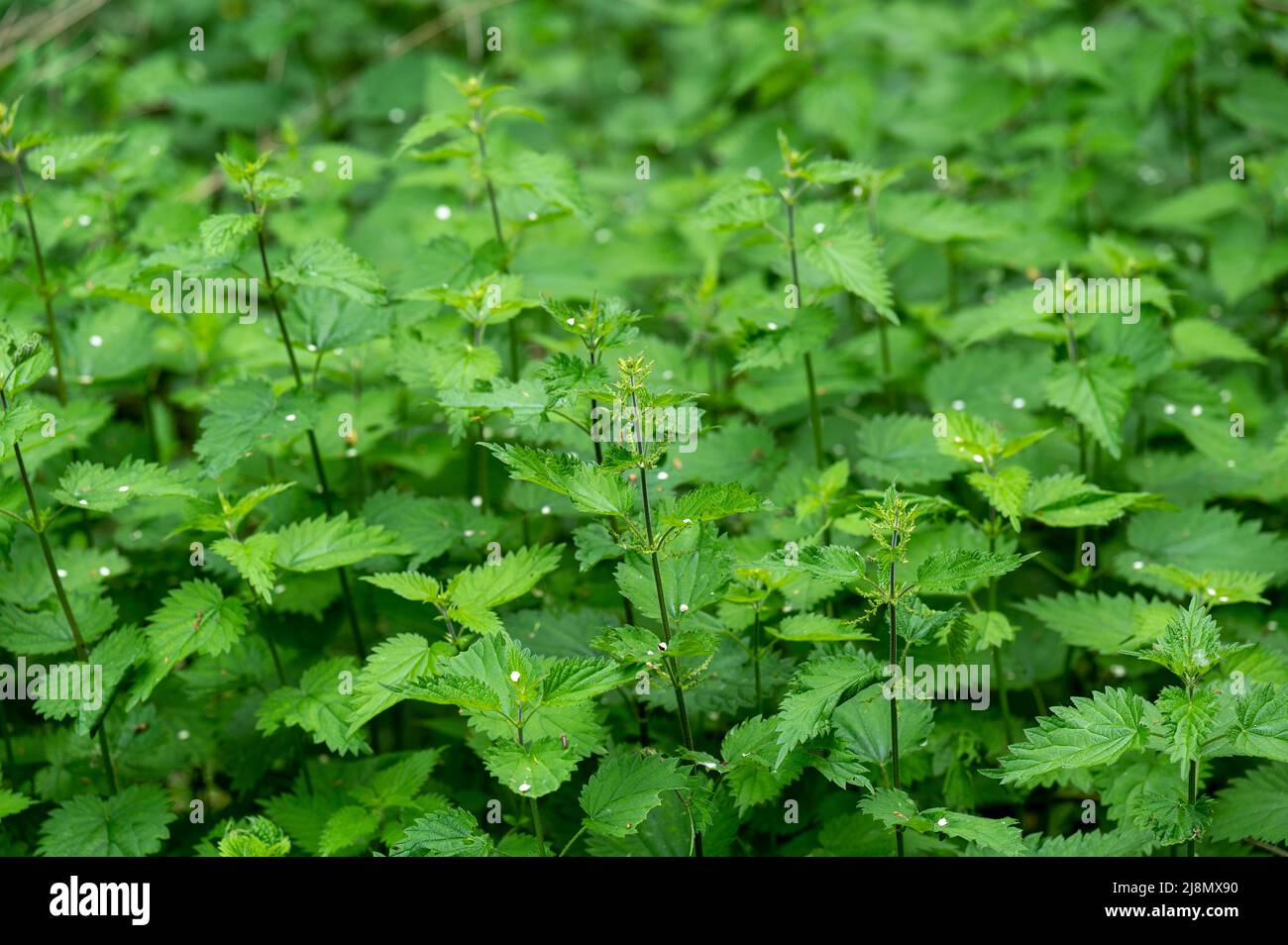 Mass of nettles growing in the English countryside in Spring. Stock Photo