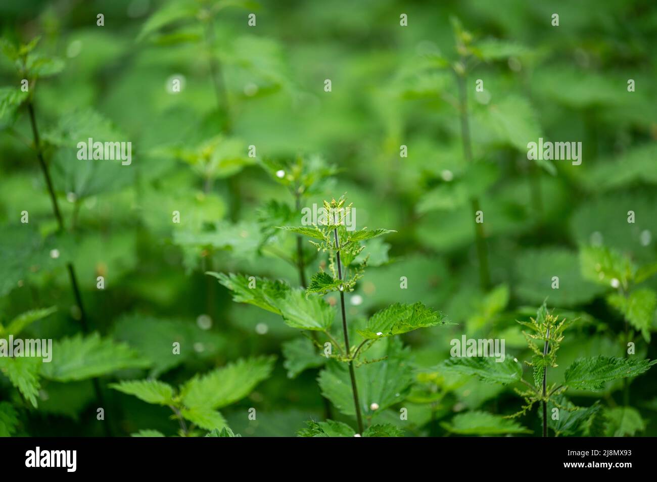 Mass of nettles growing in the English countryside in Spring. Stock Photo