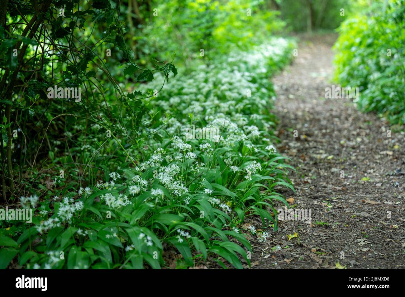 Wild Garlic [Allium ursinum] growing beside a woodland path in the English countryside. Stock Photo