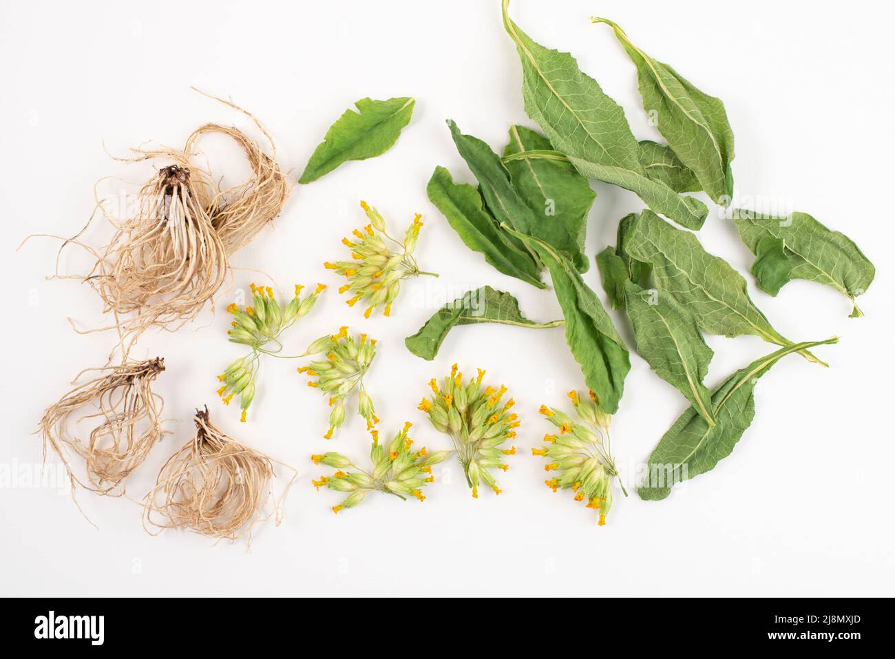 Dried roots, leaves and flowers of common cowslip, Primula veris ...