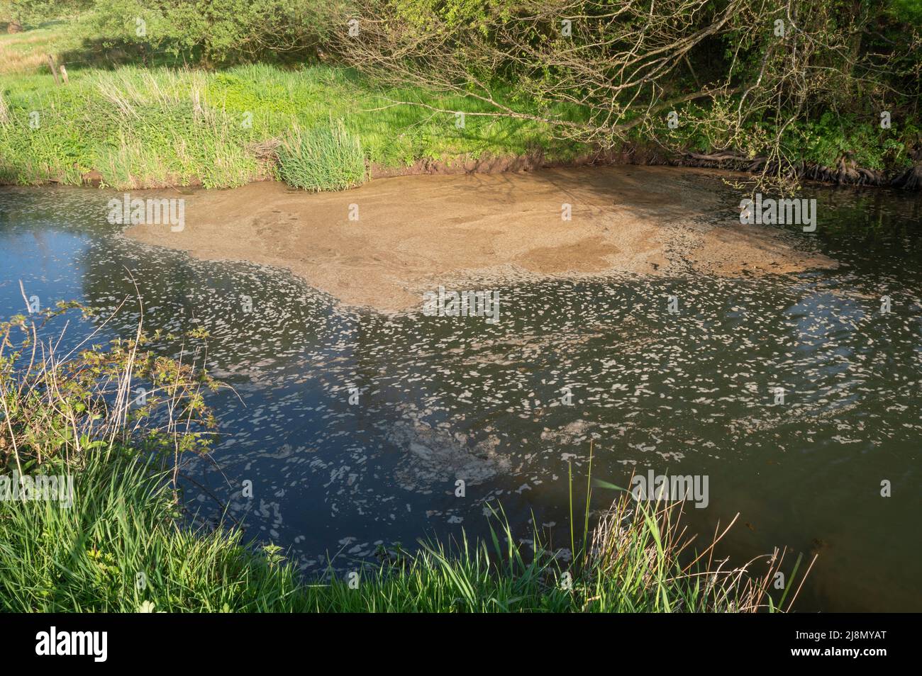 Scum or foam on surface of Gwendraeth Fach, Llangyndeyrn, Carmarthenshire,Wales, UK Stock Photo