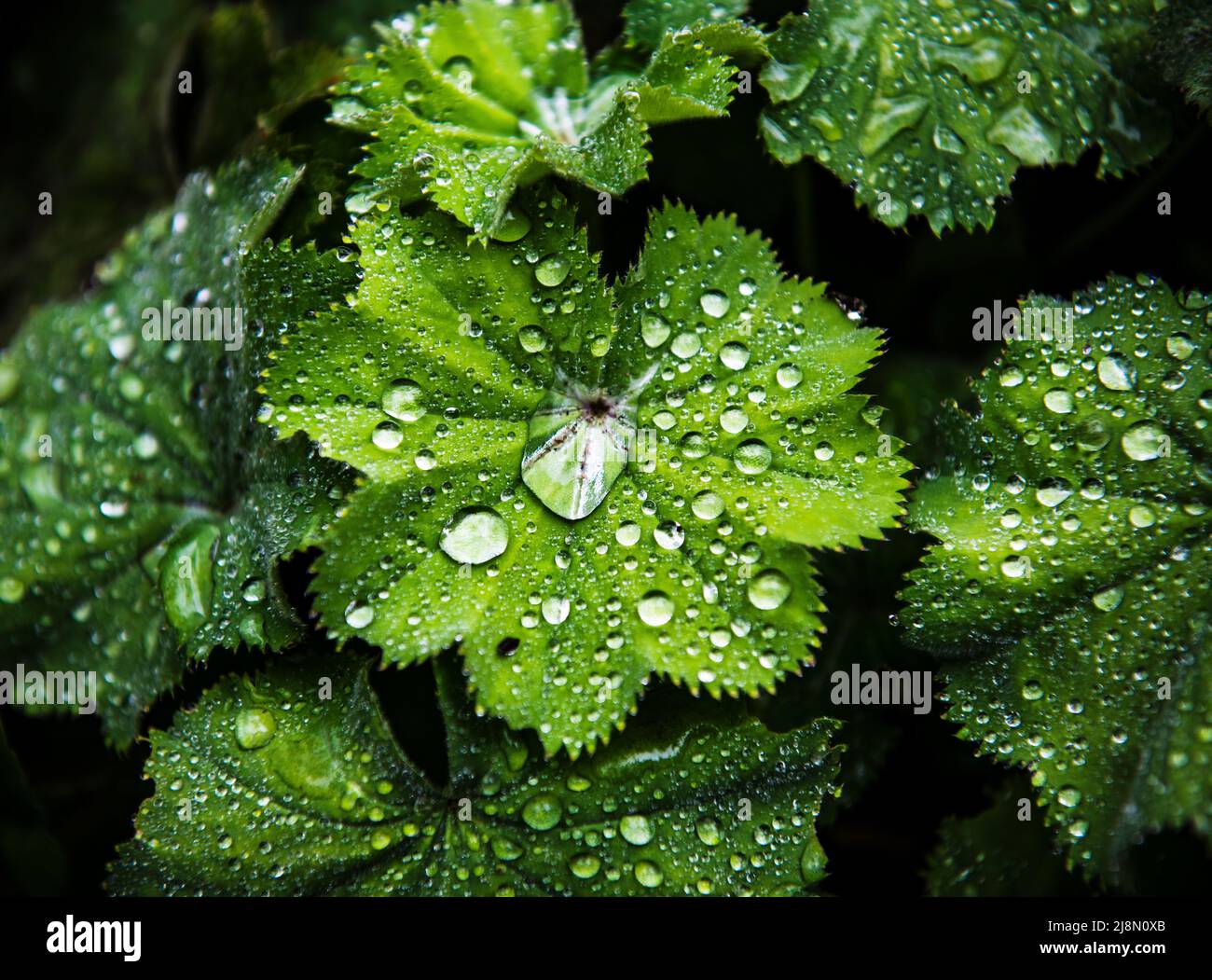 water drops on green leaves, , Kamikawa, Hokkaidō, Hokkaido, Japan, Asia Stock Photo