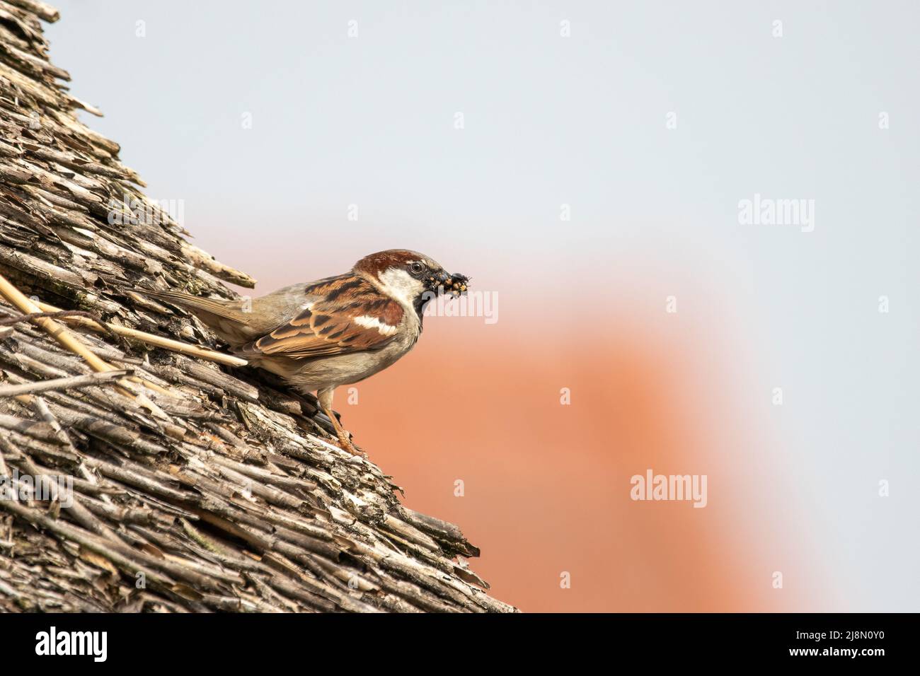 A house sparrow (Passer domesticus) with food in its beak Stock Photo