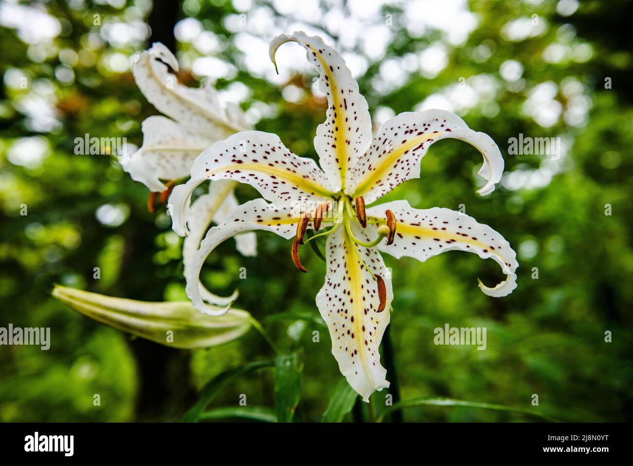 Lily, Lilium flowers, Kamikawa, Hokkaidō, Hokkaido, Japan, Asia Stock