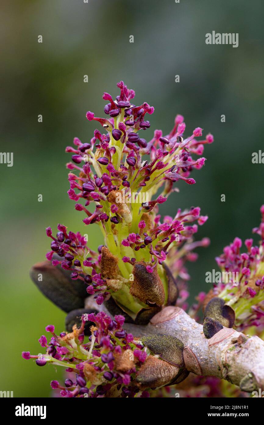 Hermaphrodite flowers of Fraxinus excelsior Stock Photo