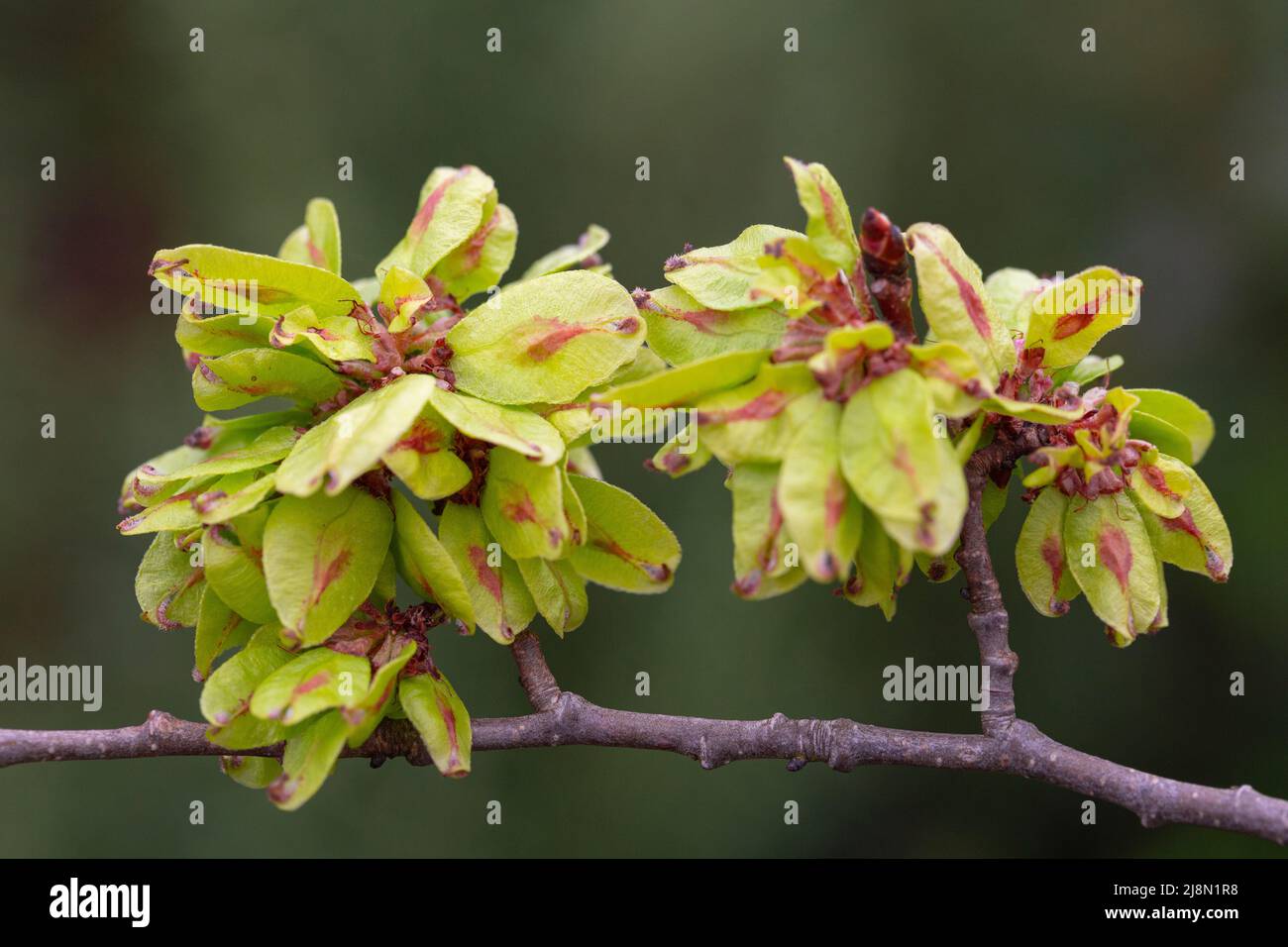 Fruit of Ulmus procera Stock Photo