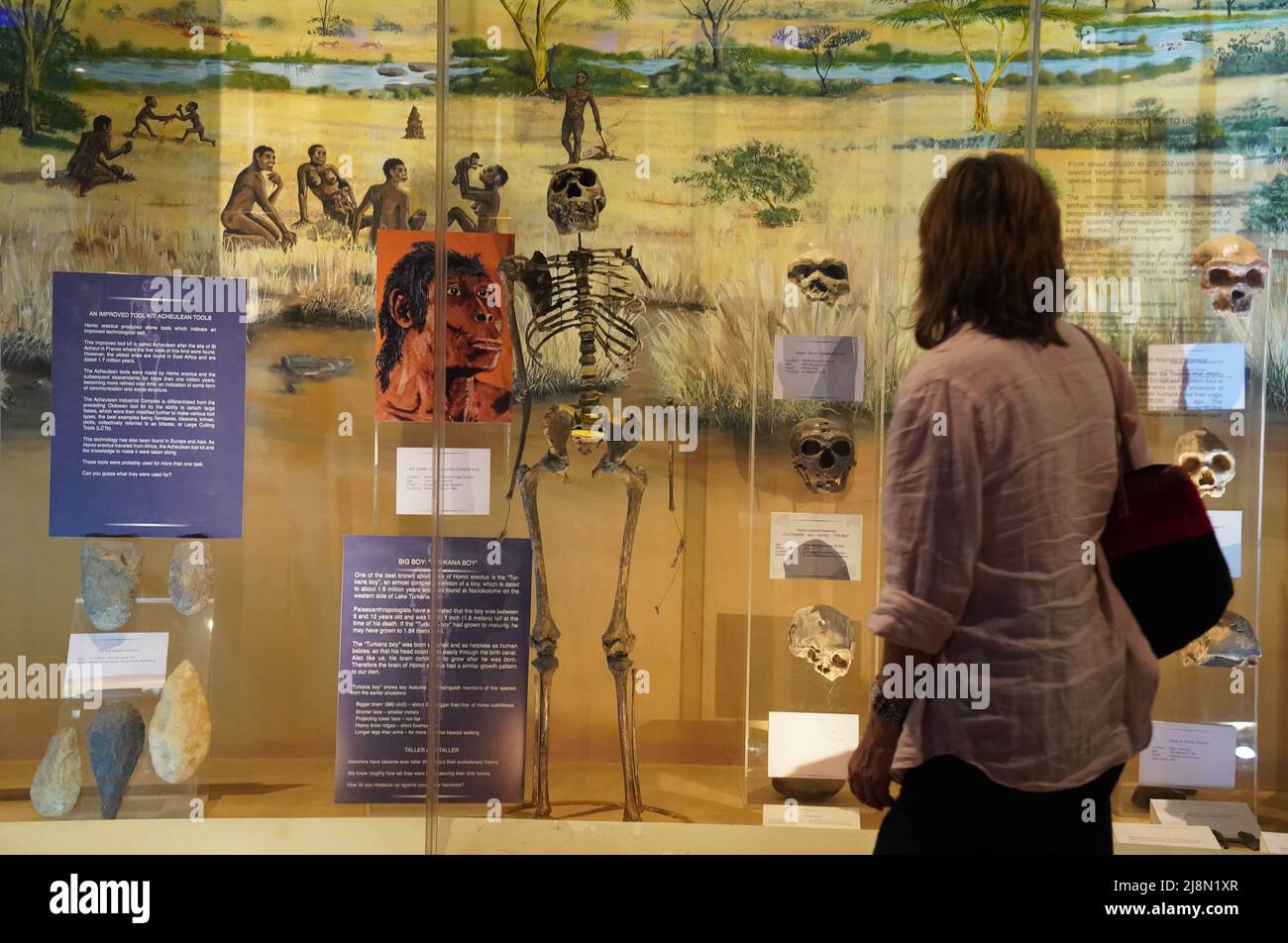 Nairobi. 16th May, 2022. Photo taken on May 16, 2022 shows one of the best known specimens of Homo erectus 'Turkana Boy' at Nairobi National Museum in Kenya. National Museums of Kenya (NMK) was established in Nairobi in 1910. It is a multi-disciplinary institution whose role is to collect, preserve, study, document and present Kenya's past and present cultural and natural heritage. Credit: Dong Jianghui/Xinhua/Alamy Live News Stock Photo