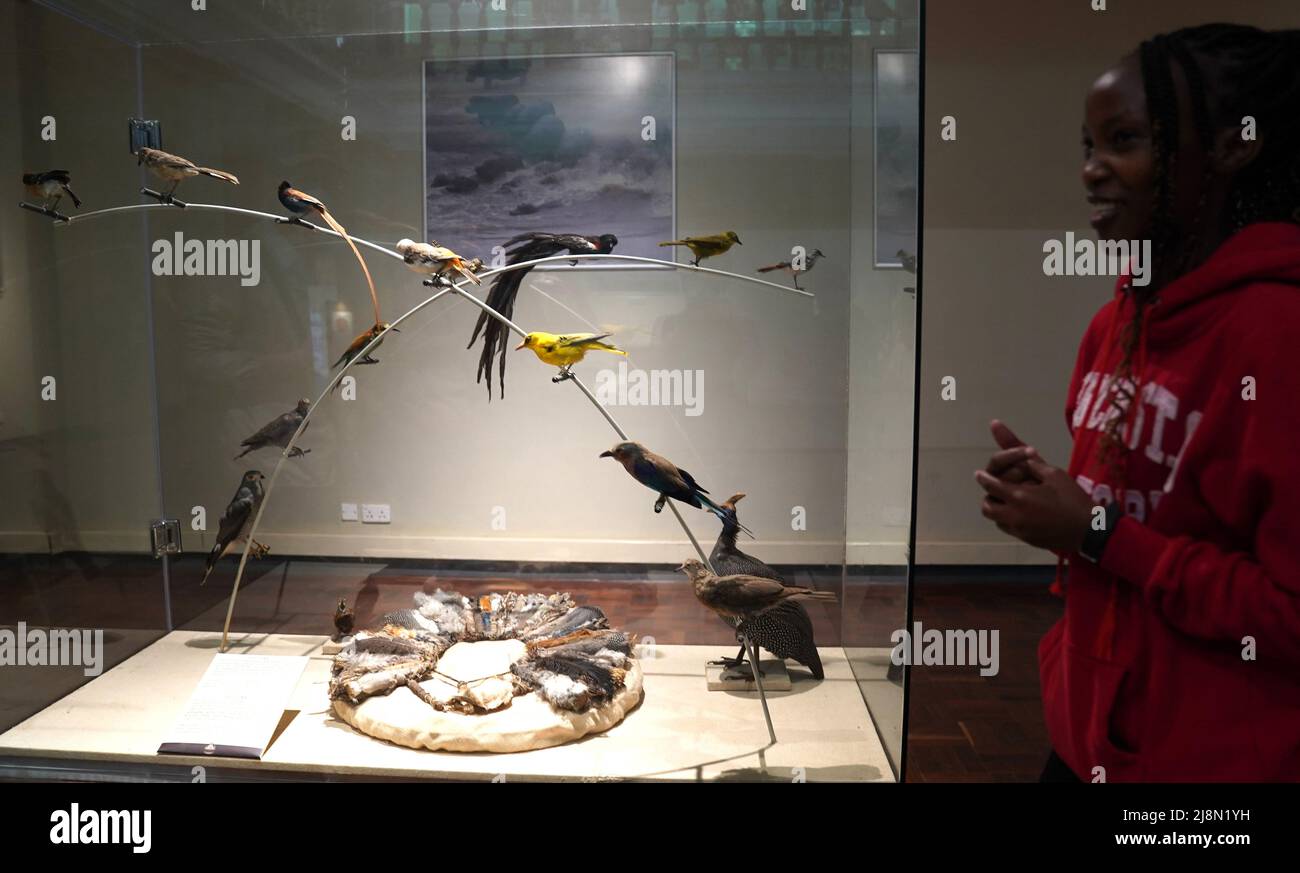 Nairobi. 17th Mar, 2022. A tour guide introduces the bird specimens at Nairobi National Museum in Kenya, on March 17, 2022. National Museums of Kenya (NMK) was established in Nairobi in 1910. It is a multi-disciplinary institution whose role is to collect, preserve, study, document and present Kenya's past and present cultural and natural heritage. Credit: Dong Jianghui/Xinhua/Alamy Live News Stock Photo