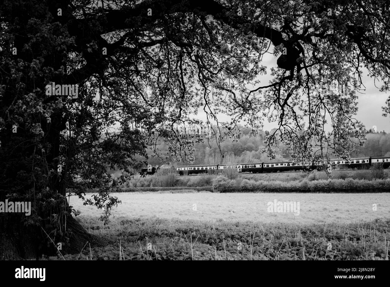 Black and white of tree and railway at Alveley. Stock Photo