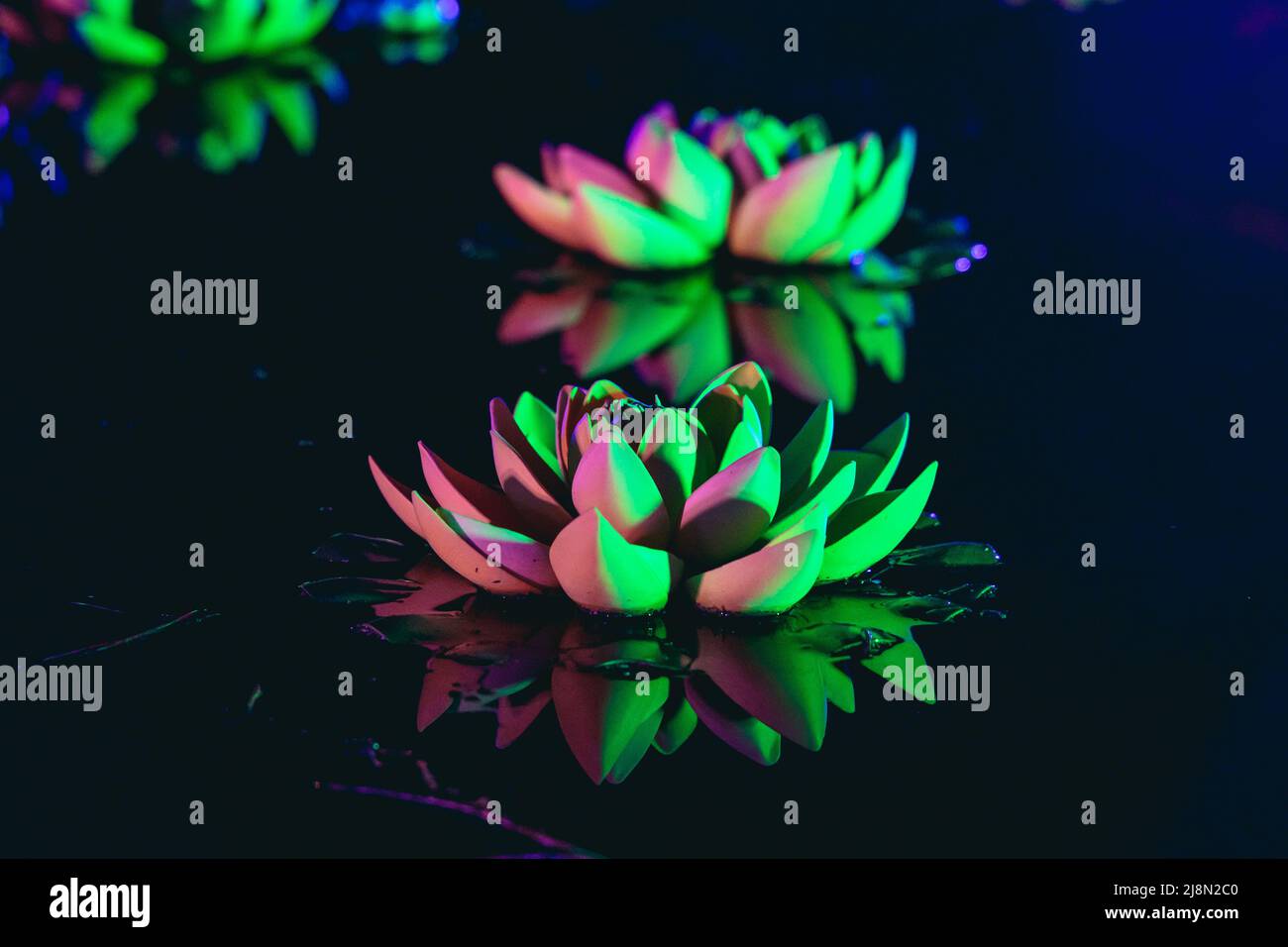 Light waterlilies in The Magical Botanic Garden exhibit in The