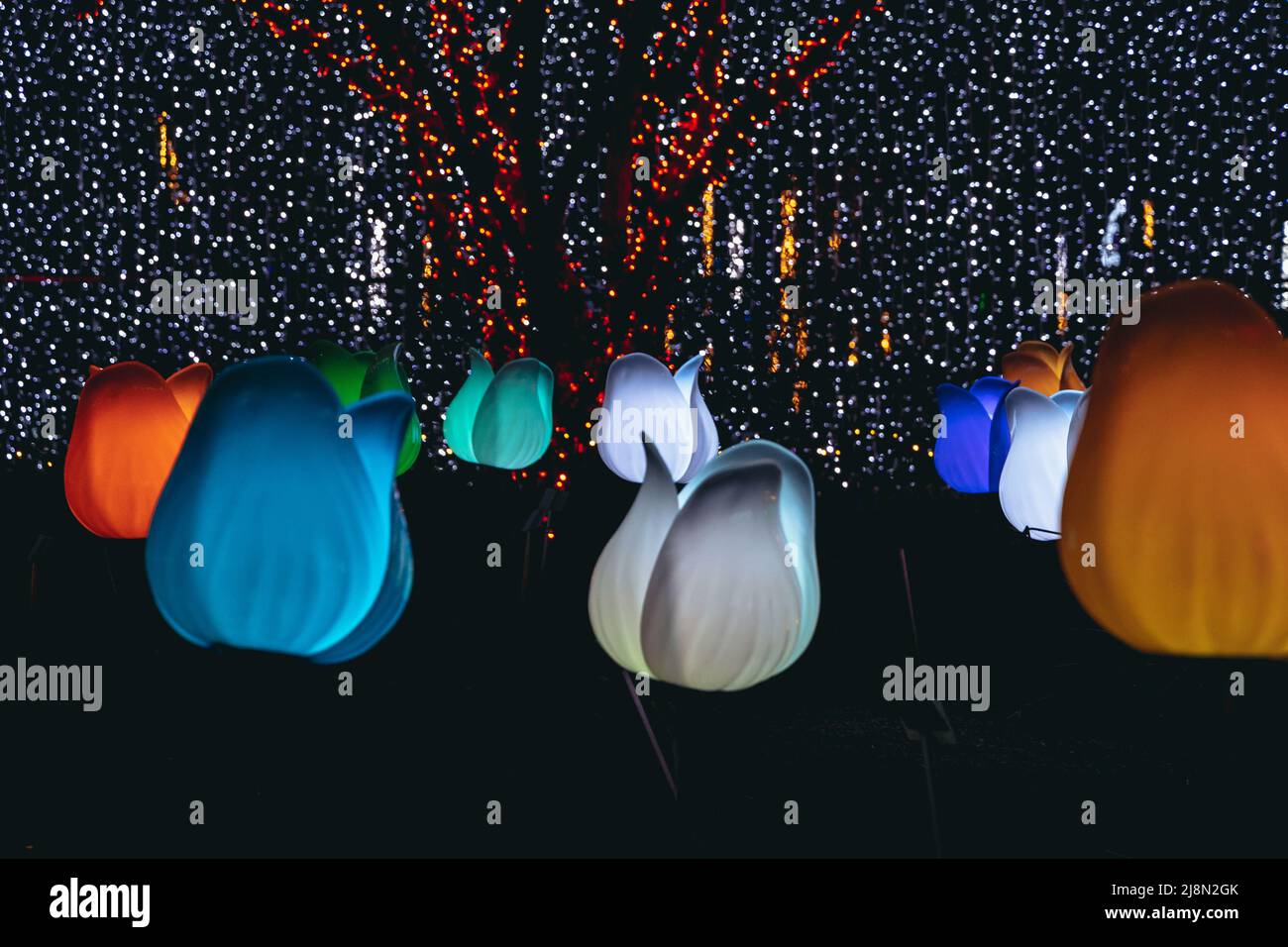 Glowing tulips in The Magical Botanic Garden exhibit in The Botanical