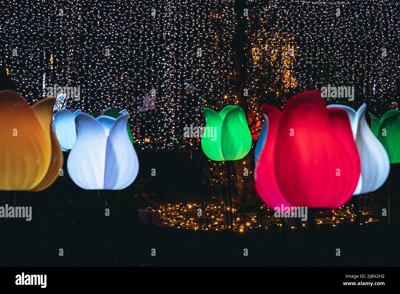 Glowing tulips in The Magical Botanic Garden exhibit in The Botanical