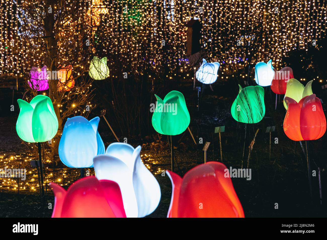 Glowing tulips in The Magical Botanic Garden exhibit in The Botanical
