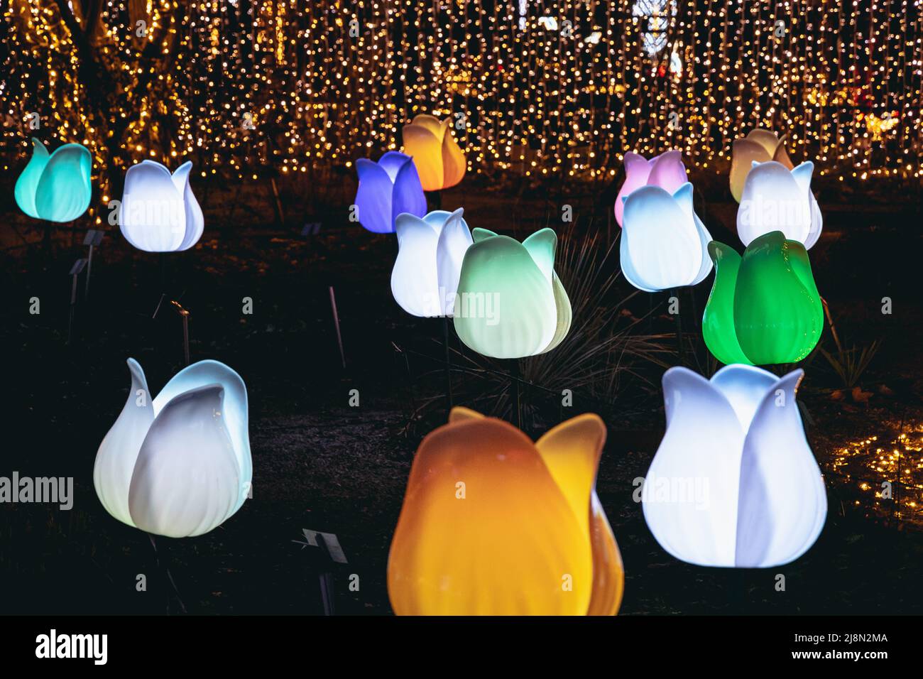 Glowing tulips in The Magical Botanic Garden exhibit in The Botanical