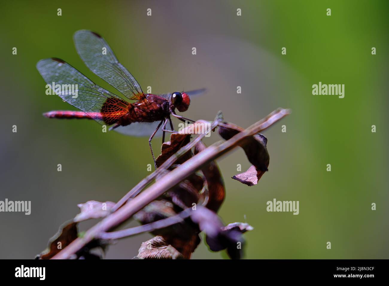 Red dragonfly (Anisoptera) beautiful specimen perched on a dry branch. Stock Photo