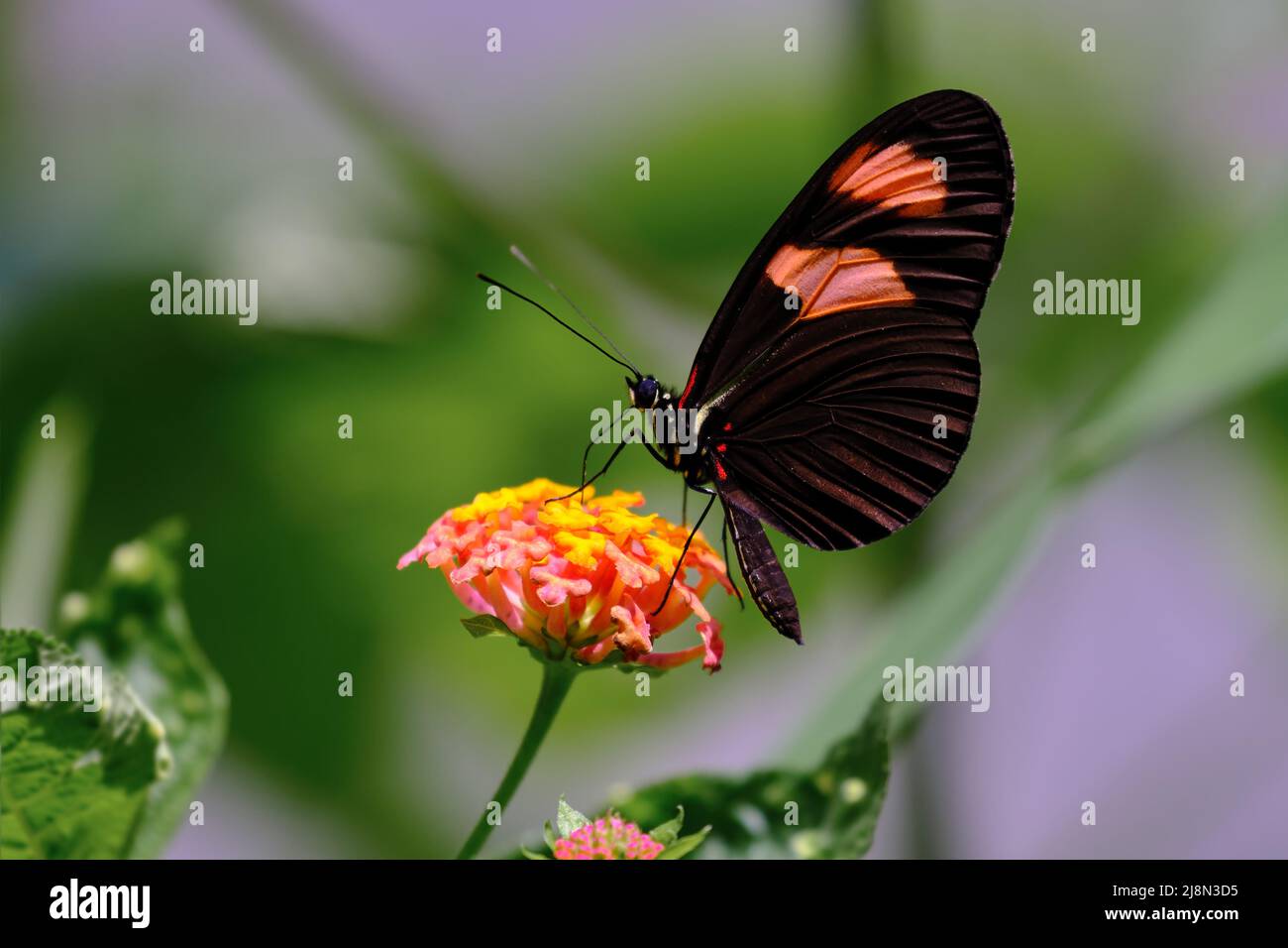 Beautiful butterfly (Heliconius melpomene) perched on a flower and its extended proboscis sipping nectar. Stock Photo