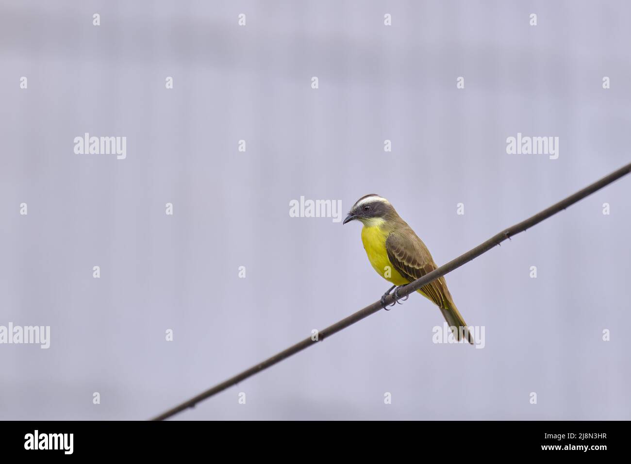Social Flycatcher (Myiozetetes similis), perched on the dry branches of an old bush in the jungle. Stock Photo