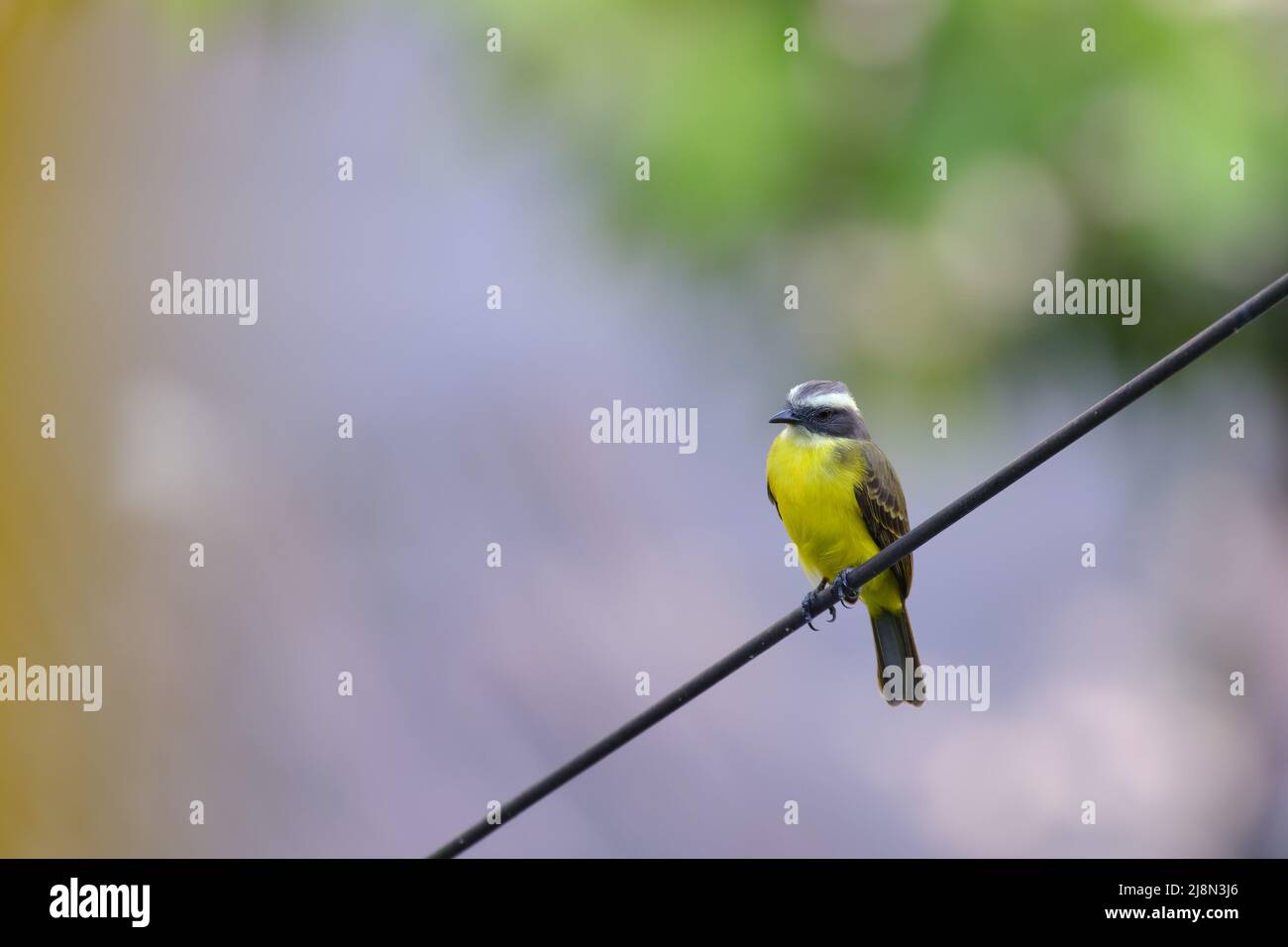 Social Flycatcher (Myiozetetes similis), perched on the dry branches of an old bush in the jungle. Stock Photo