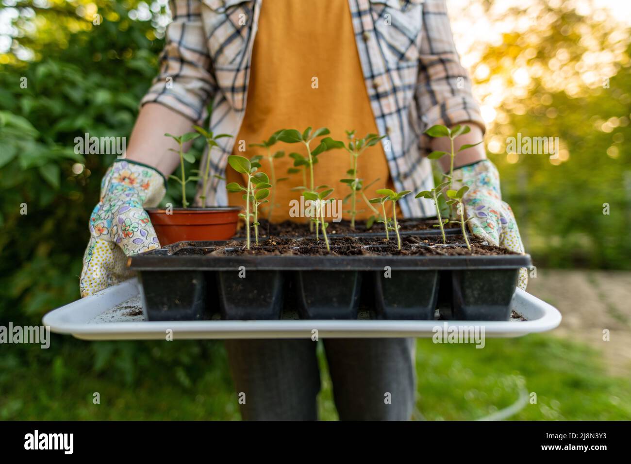 Unrecognizable woman standing in her garden, holding bunch of snapdragon seedlings in a propagator. Starting a cut flower garden. Gardening as a hobby Stock Photo