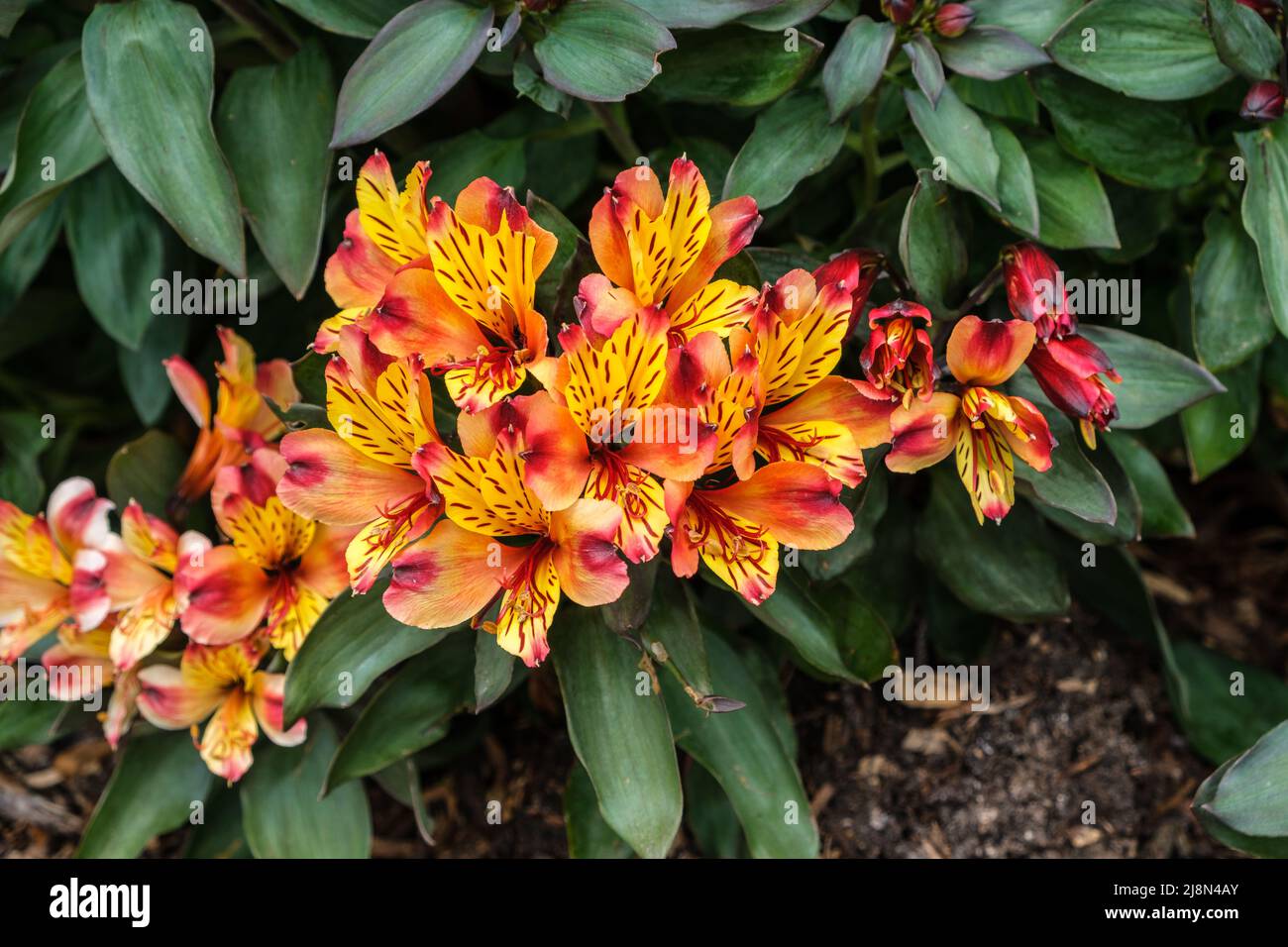 Peruvian lily (also known as Golden lily of the incas or Inca lily) flowers Stock Photo
