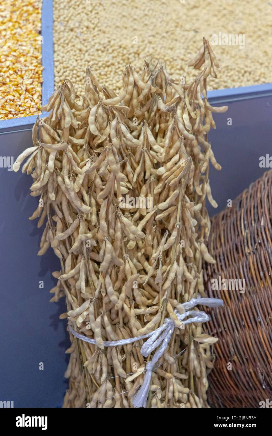 Soya bean production hi-res stock photography and images - Alamy
