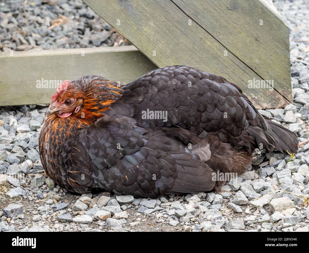 Beautiful black and orange chicken, Black Star breed. Outdoors. Stock Photo