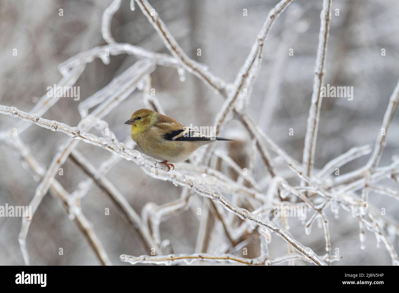 American Goldfinch, Spinus tristis, on ice covered tree branch, Winter