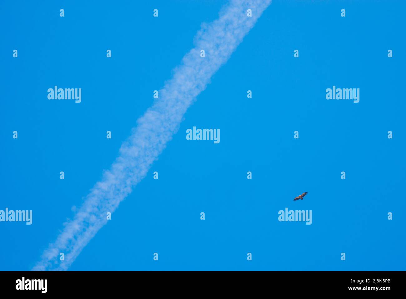 Vulture flying over blue sky. Stock Photo