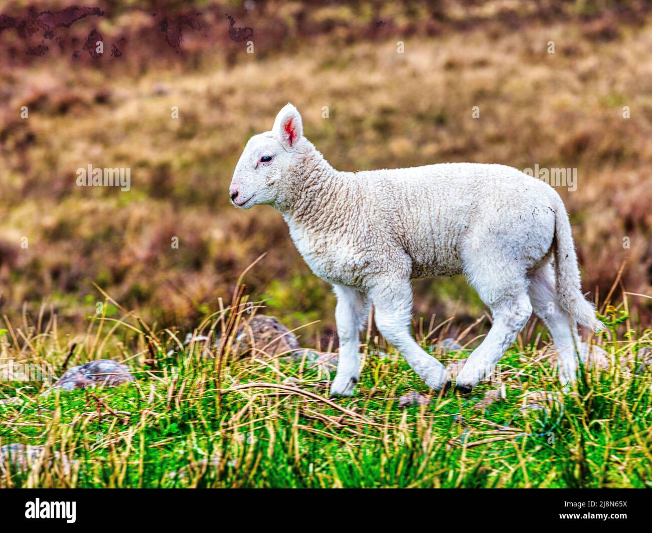 Carefree young spring lamb frolicking in the field , Plockton, Jewel of the Highlands, part of the  North Coast 500 Route, Scotland Stock Photo