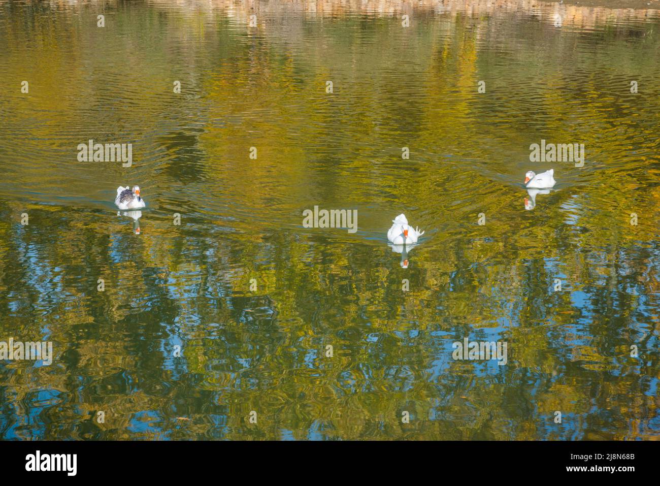 Three ducks in a lake. Stock Photo