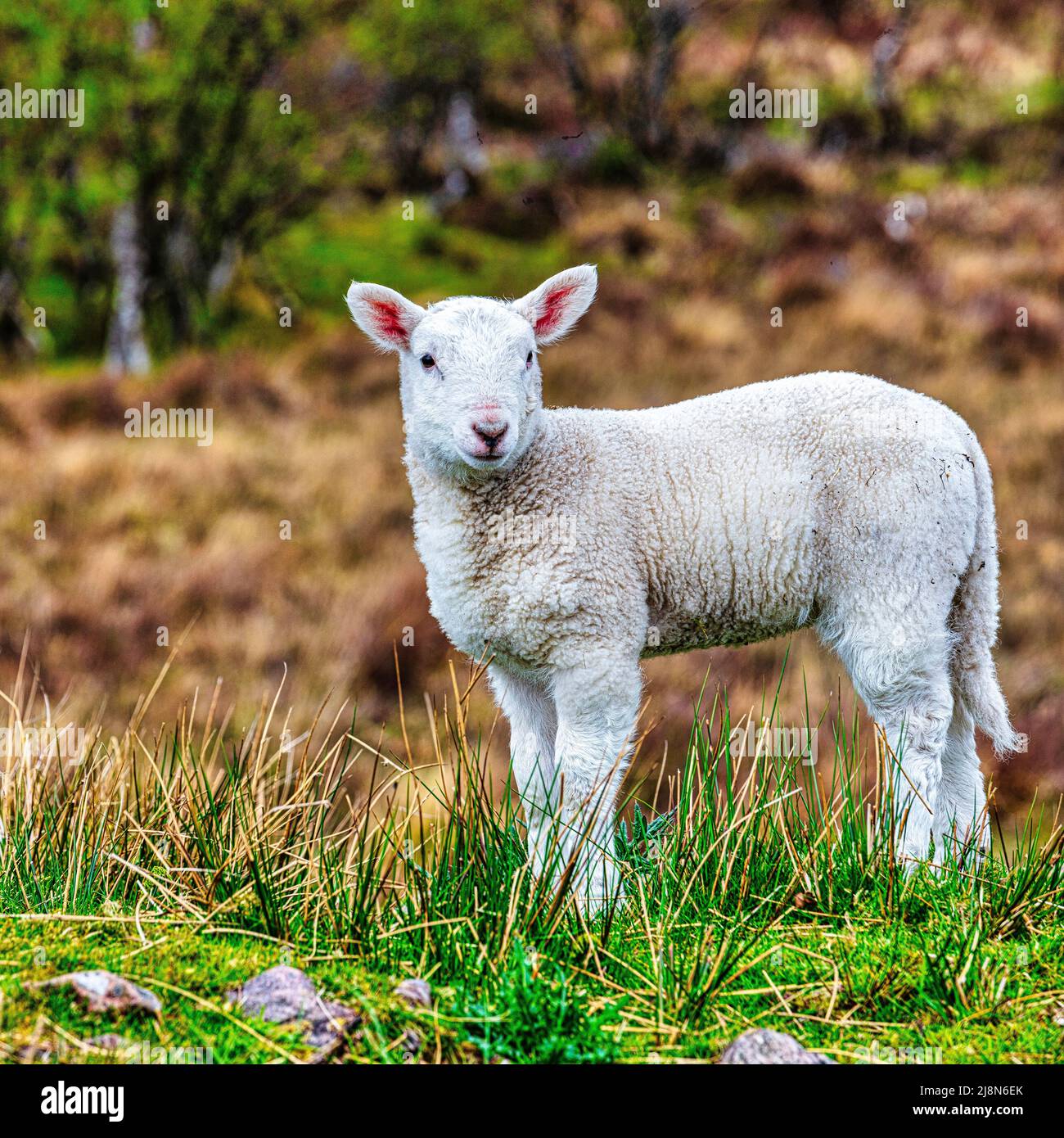 Carefree young spring lamb frolicking in the field , Plockton, Jewel of the Highlands, part of the  North Coast 500 Route, Scotland Stock Photo