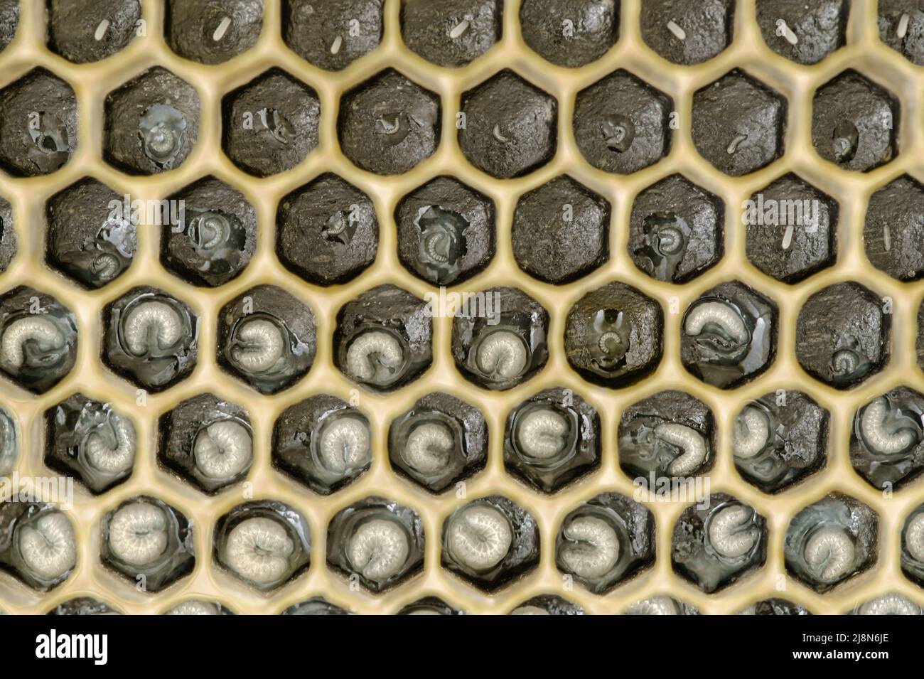 Honey Bee Eggs and Larva in Comb with Black Foundation Stock Photo