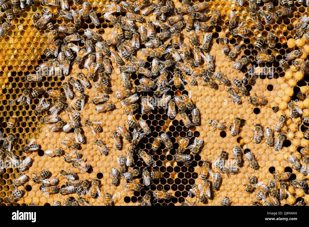 Brood Frame of Honey Bees with Capped Brood, Larva, and Pollen Stock