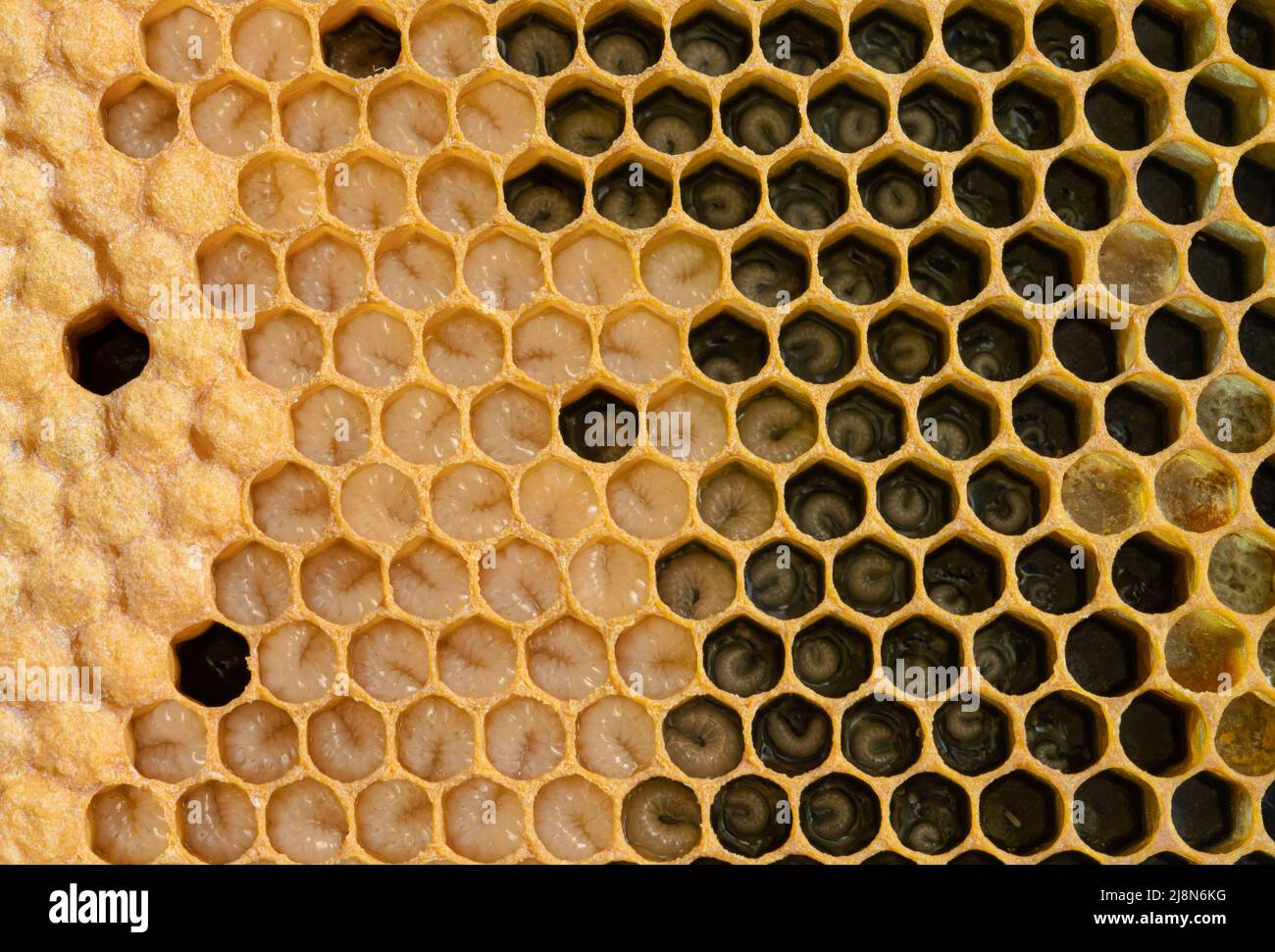 Honey Bee Brood Frame with Eggs, Larva, and Capped Brood Stock Photo