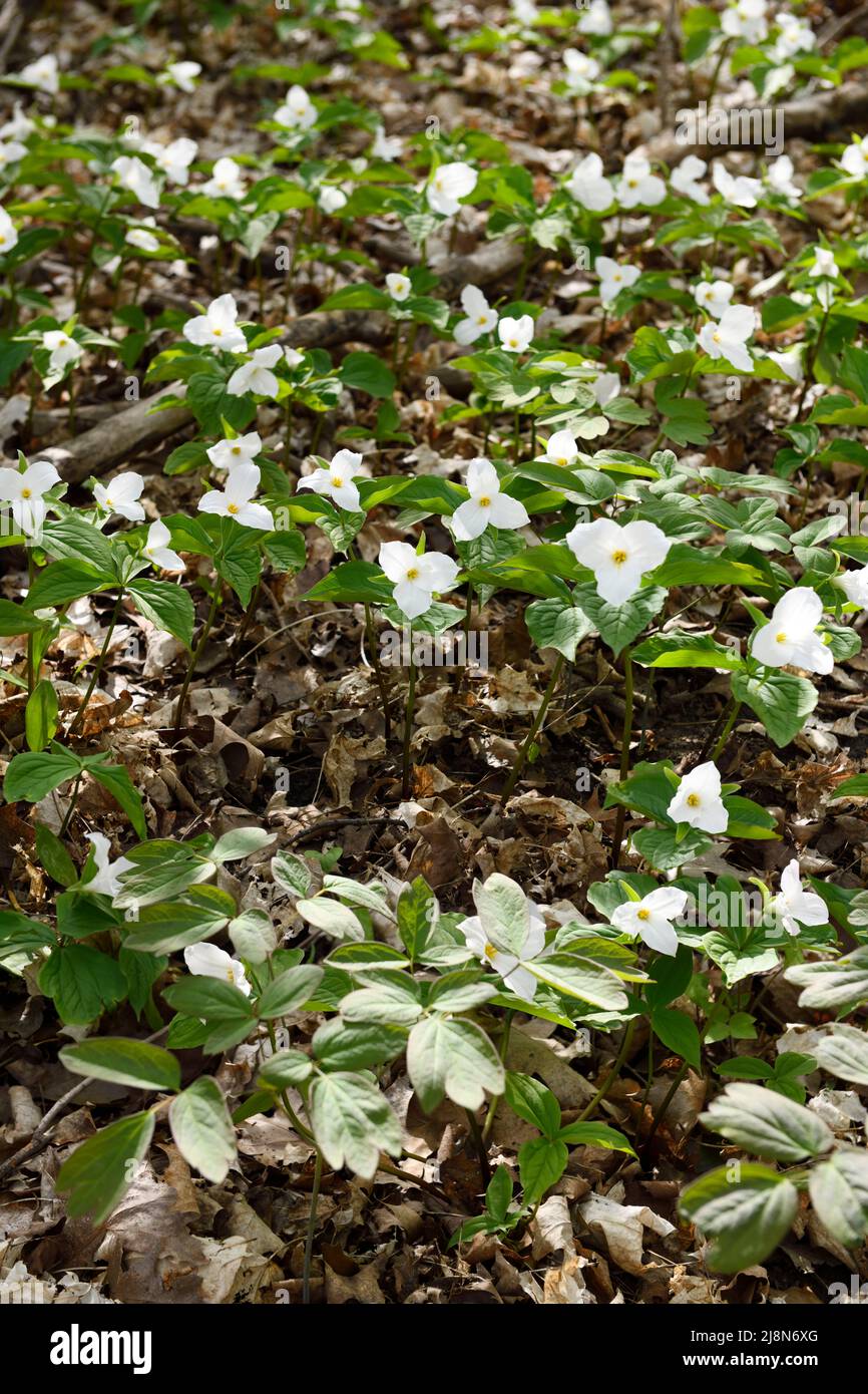 Wild flowering Great White Trillium and leaves of Early Meadow Rue in Spring on forest floor with dead leaves Stock Photo