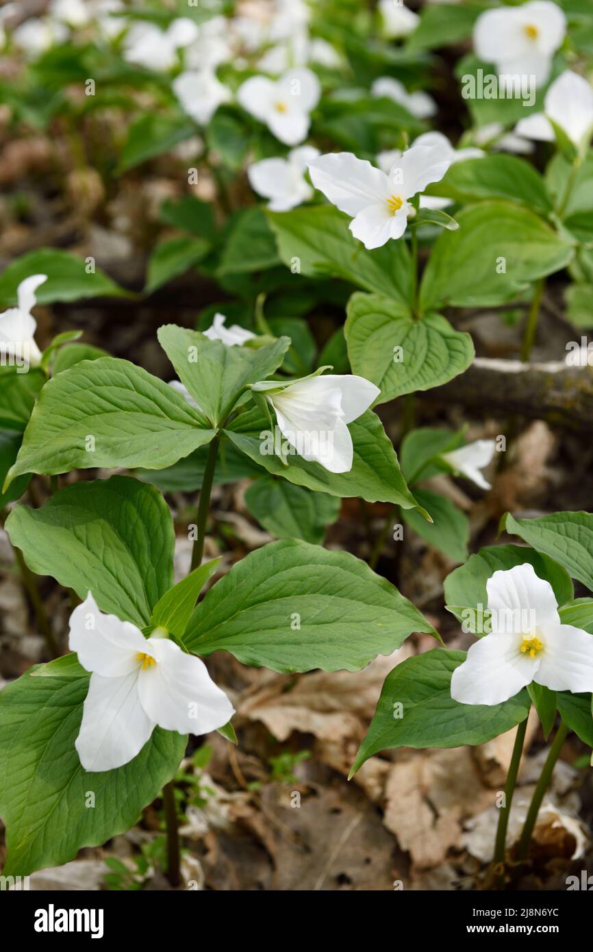 Cluster of Wild Great White Trillium Spring flowers ground cover Trillium grandiflorum on the forest floor with dead leaves Stock Photo